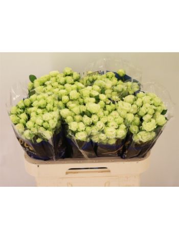 R TR GREEN GLOW 60CM