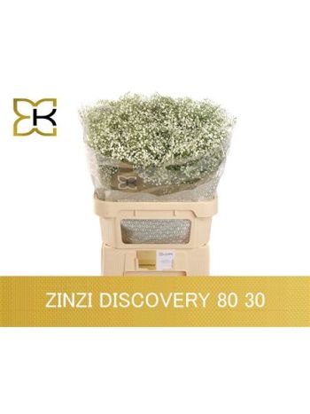 GYPS PA ZI DISCOVERY