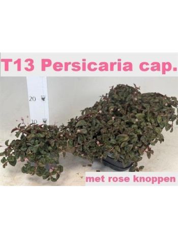 PERSI CAPITATA KESERŰFŰ