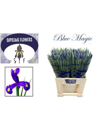 IRIS BLUE MAGIC