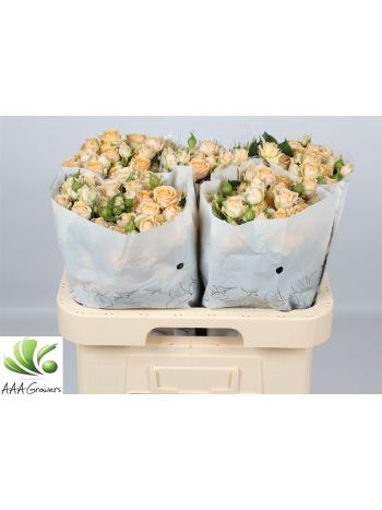 R TR TRINITY 60CM