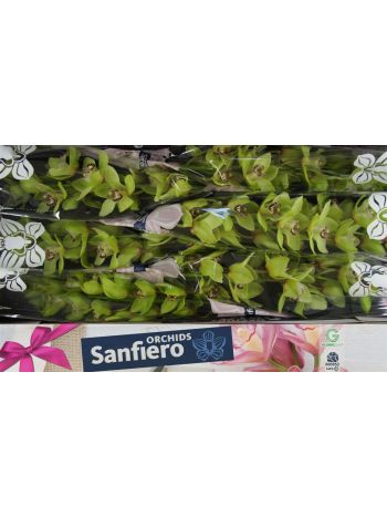 CYMB T *6 SAFFIER - GREEN