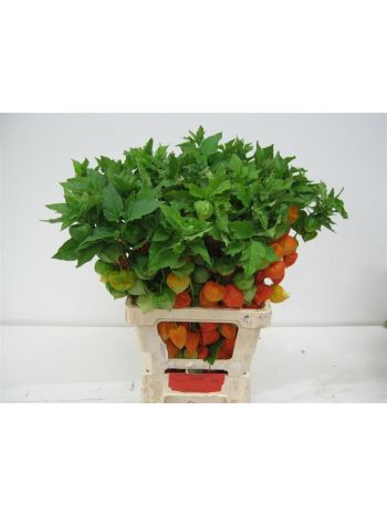 PHYSALIS LAMPION TAK