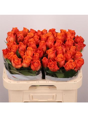 R GR ORANGE WAVE 60CM