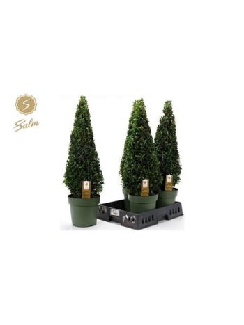 BUXUS SEMP PIRAMIS