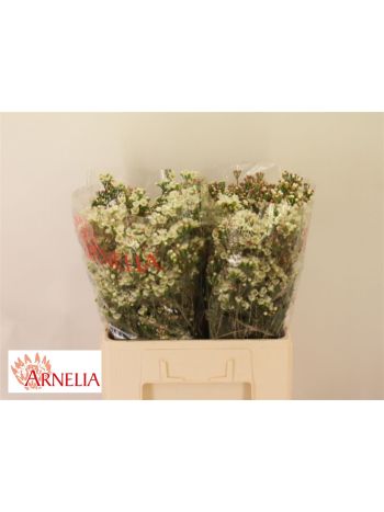 CHAME MARLENE 60CM