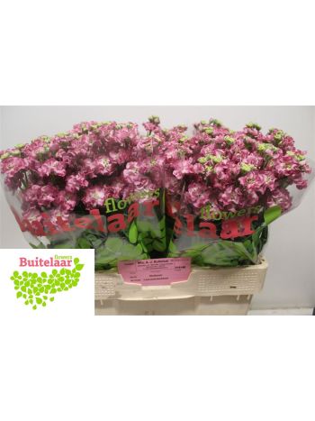 MATTH STOX ROSE PINK