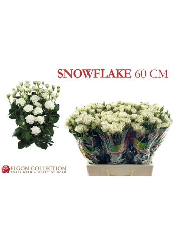 R TR SNOWFLAKE 60CM