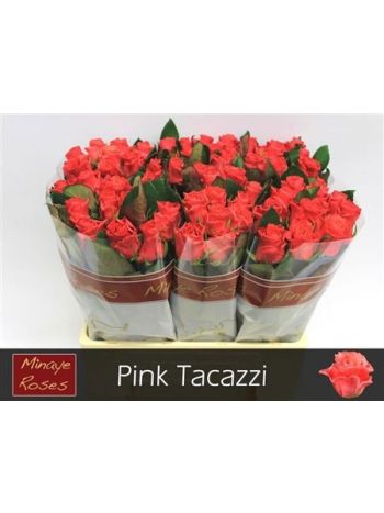 R GR PINK TACAZZI 60CM