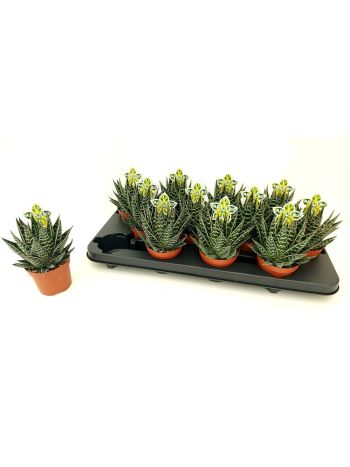 ALOE TIKI TAHI