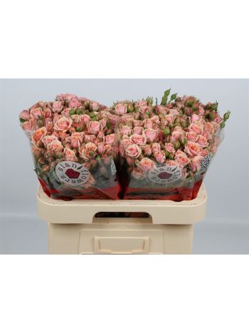 R TR CLASSIC ROSEVER 60CM