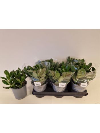 CRASS OVATA