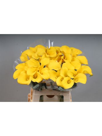 ZANT GOLDCUP 60CM