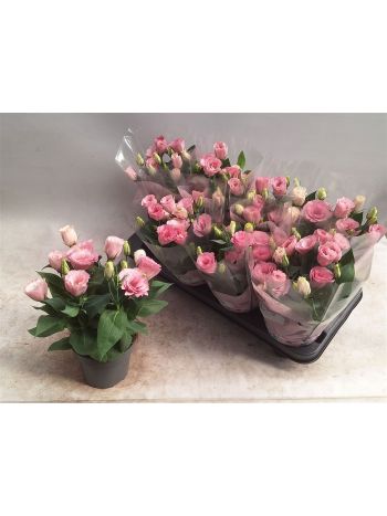 EUST JULIETTA PINK