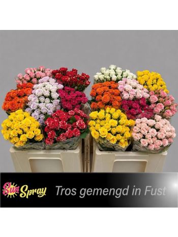 R TR5 GEM IN FUST