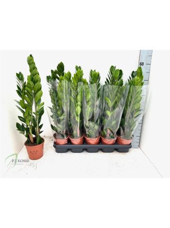 ZAMIOCULCAS ZAMIIFOL