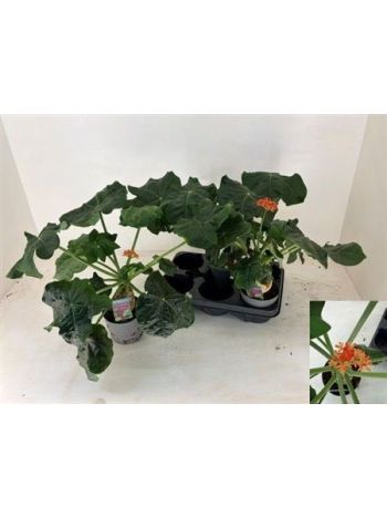 JATROPHA POD