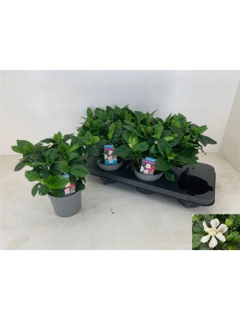 GARDENIA JASMINOIDES