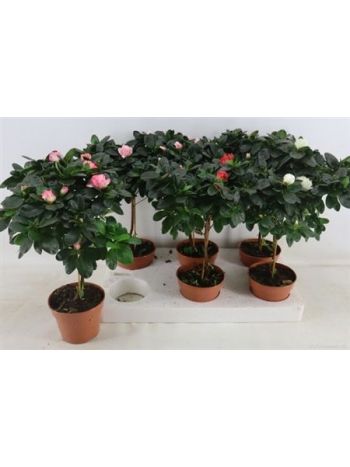 RHODO TÖRZSES