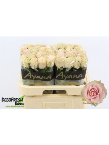 R GR PINK MONDIAL 60CM