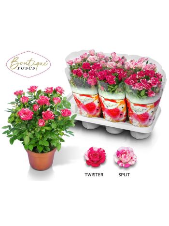 RO BOUTIQUE ROS PINK GEM