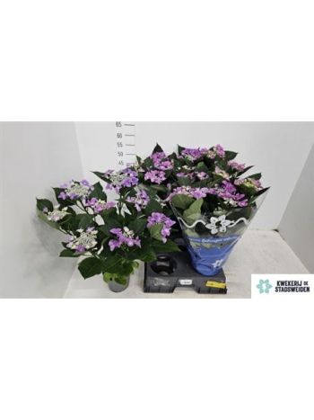 HYDR M 5+ NIZZA BLUE