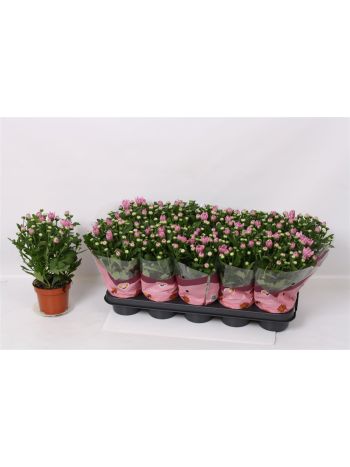 CHRYS DYNAMIC PINK
