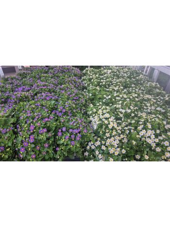 EXACUM MIX