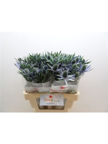 ERYN MAG BLUE LAGOON 60CM *30