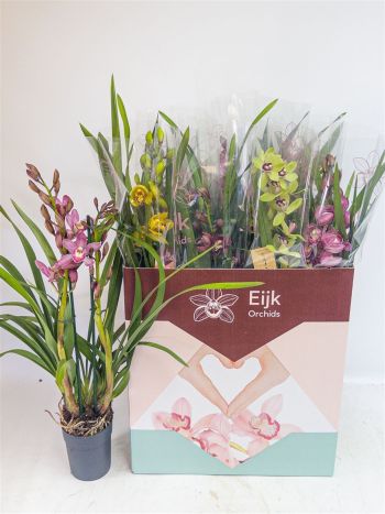CYMBIDIUM GEM