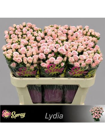 R TR LYDIA 70CM