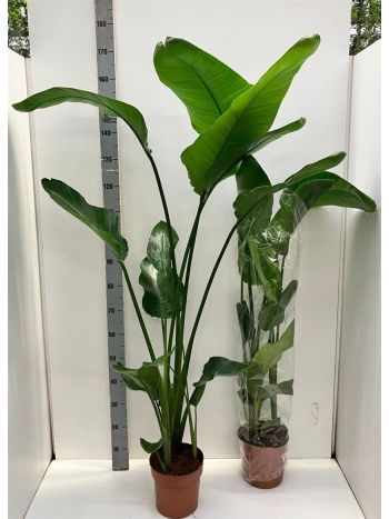 STRELITZIA NICOLAI