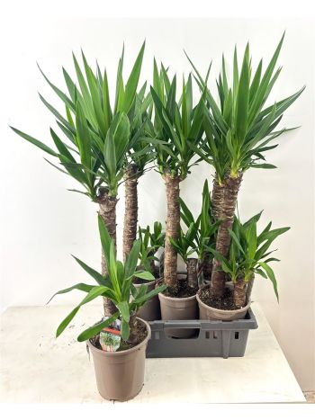 YUCCA 2 TÖRZSES AKCIO