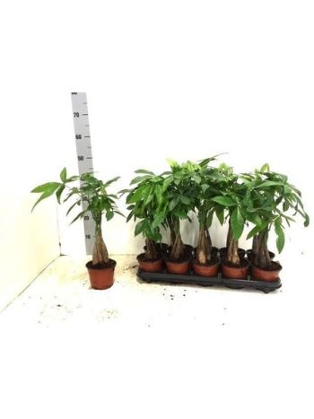 PACHIRA AQUATICA AKCIO