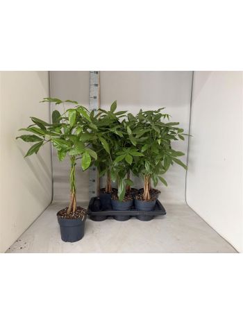 PACHIRA AQUATICA AKCIO