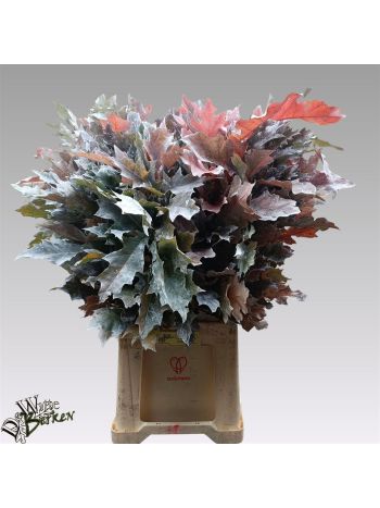 QUERC RUB OV KLB H% - WHITE
