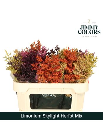 LIM OV KLB H% - AUTUMN MIX 70CM