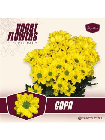 CHR T  S. COPA