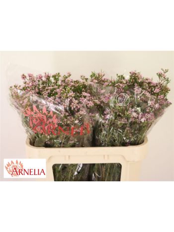 CHAME ALOUANA 70CM