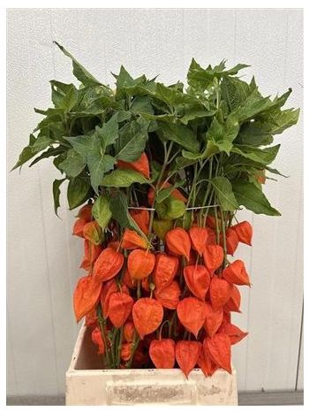 PHYSALIS LAMPION TAK