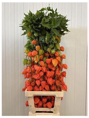 PHYSALIS LAMPION TAK