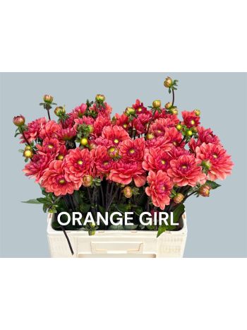 DAHL ORANGE GIRL