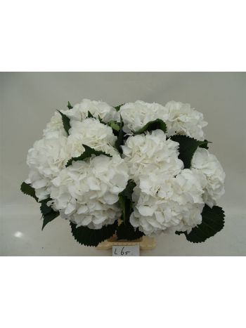 HYDR M SCHNEEBALL 65CM