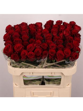 R GR RED BENTLEY 70CM