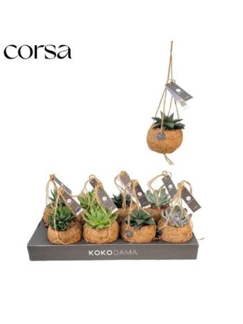 SUCC GEM COCOS KOKODAMA AKCIO