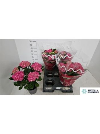 HYDR M 5+ SCHONE BAUTZN PINK