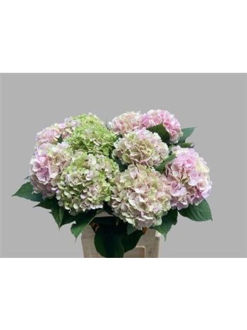 HYDR M VERENA CL 60CM
