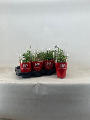 AESCH JAPHROLEPIS