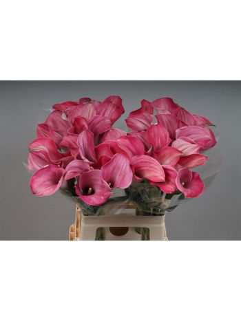 ZANT CAPT ROMANCE 65CM
