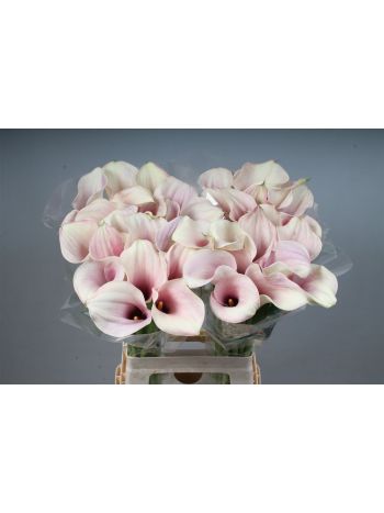 ZANT CAPT ROSETTE 70CM